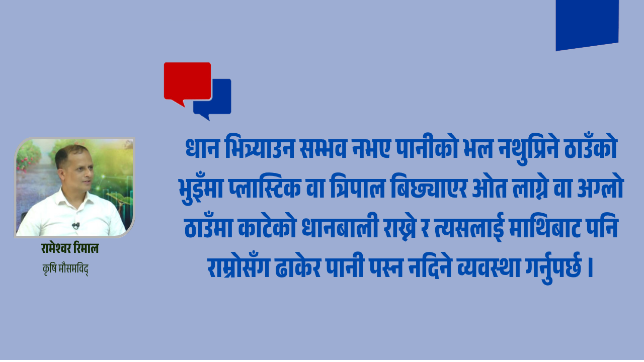 ‘धान काट्न बाँकी छ भने अर्को हप्तासम्म पर्खनुहोस्’