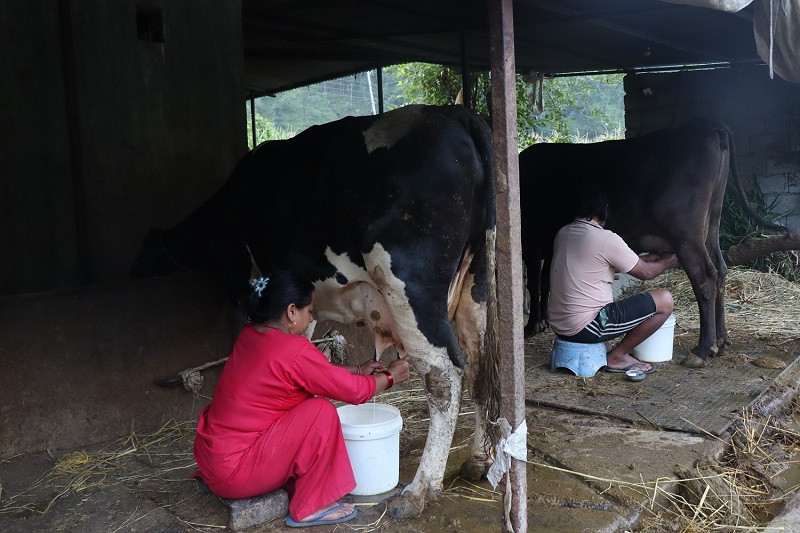साउदी छाडेर गाईभैँसीपालन, दूध बेचेर मासिक एक लाख आम्दानी