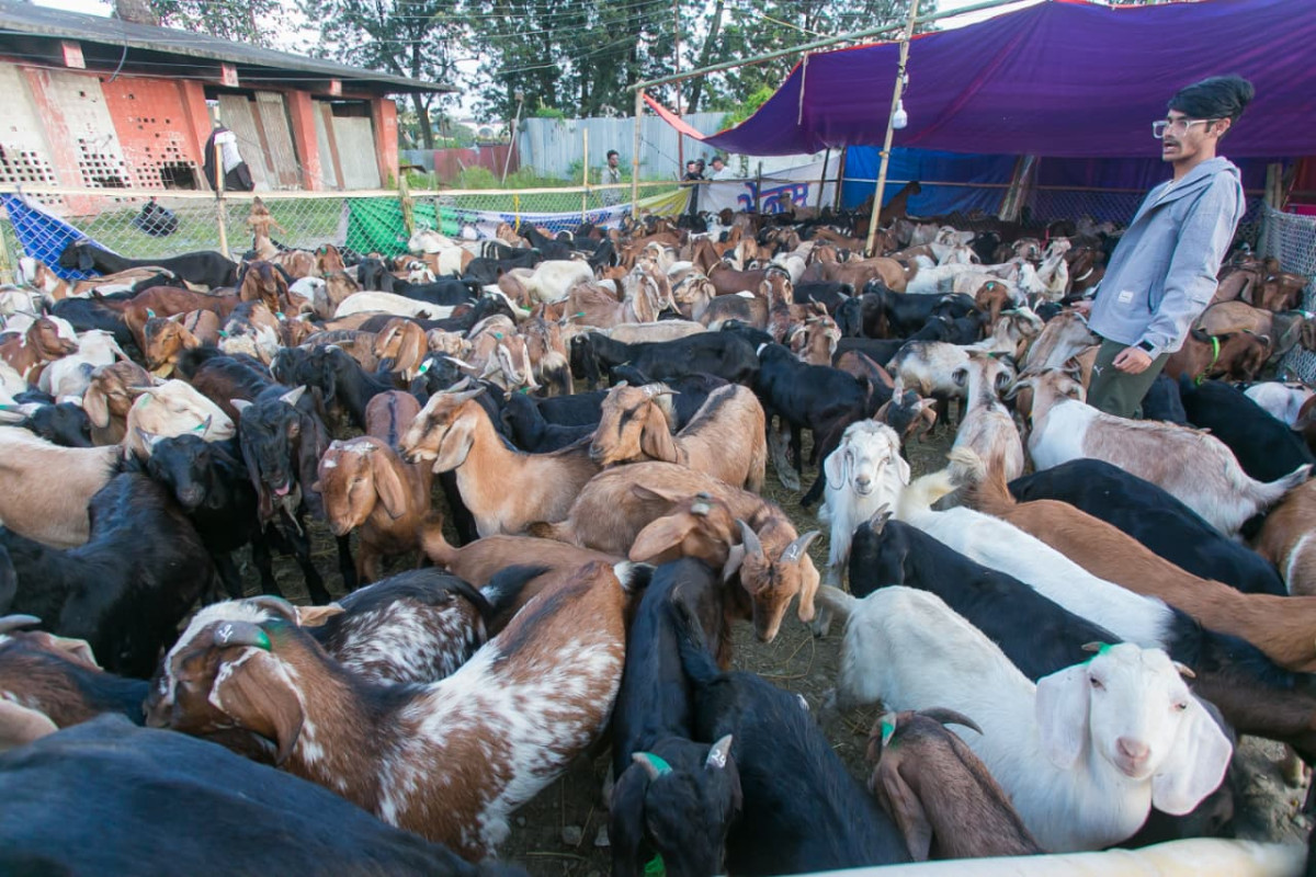 मुस्ताङको भीरदेखि काठमाण्डौ भित्रिएका खसी, बोका र च्याङ्ग्रा (फोटो फिचर)