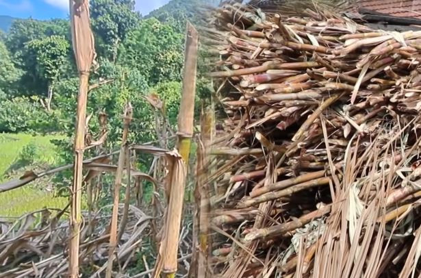 मकैको ढोडबाट उखुजस्तै गुलियो खुदो र गुँड बनाउने प्रयोग सफल