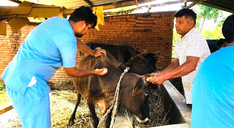पशुचौपायामा हुने महामारीजन्य रोग नियन्त्रण गर्न  पूर्ण खोप अभियान प्रभावकारी