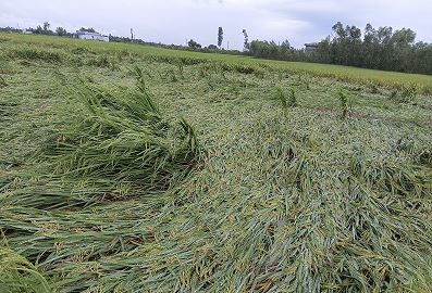 तराईका विभिन्न जिल्लामा हावाहुरी र पानीले धानबालीमा क्षति