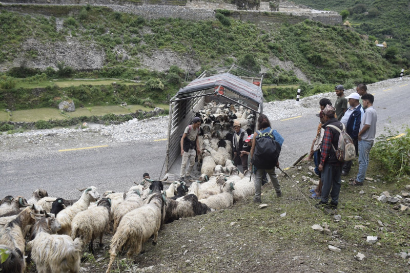 शहरको स्वादका लागि छुट्छ हिमालको दशैँ–तिहार