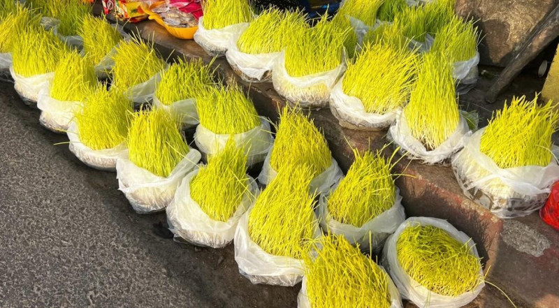 दशैँमा जमरा पनि बिक्रीमा, घरमा राख्न नपाएकालाई सहज