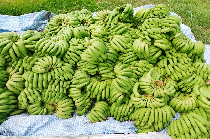भारतबाट आयात रोकिएपछि चितवनका किसानले केराको उचित भाउ पाउन थाले