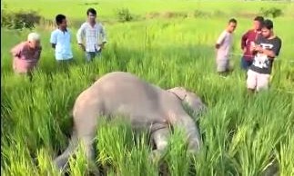 उदयपुरको बेलकामा जङ्गली हात्ती ‘सानो दारे’ मृत भेटियो