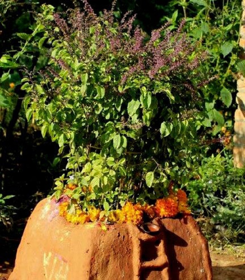 आज हरिबोधिनी एकादशी, तुलसी र दामोदरको विवाह गरी मनाइँदै