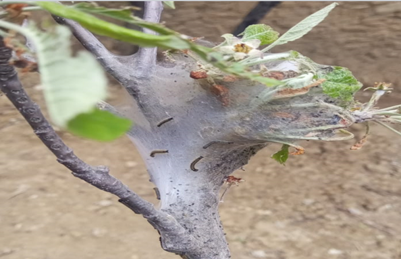 जुम्लामा स्याउको बिरुवामा किरा लाग्न थाल्यो