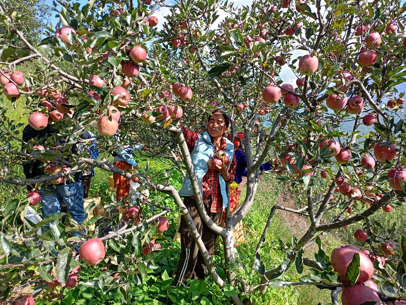 जुम्लाका किसानलाई स्याउ टिप्ने चटाराे