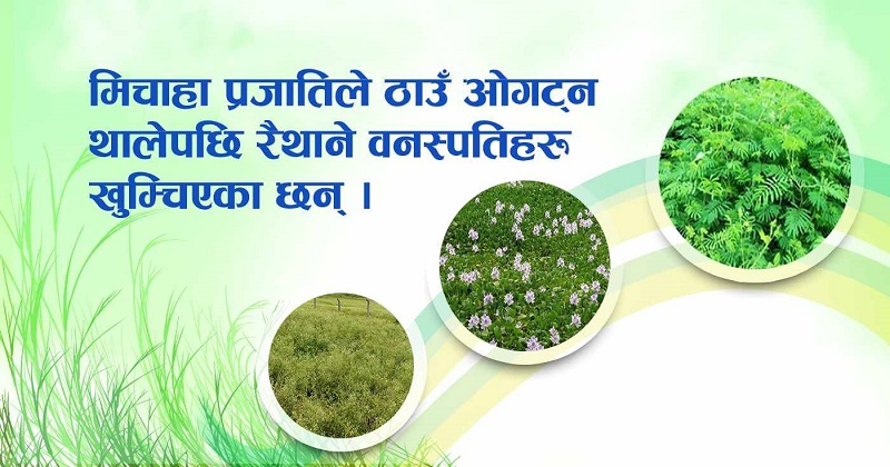 मिचाहा वनस्पतिलाई जलवायु परिवर्तनको पनि साथ