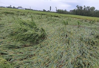 तराईका विभिन्न जिल्लामा हावाहुरी र पानीले धानबालीमा क्षति