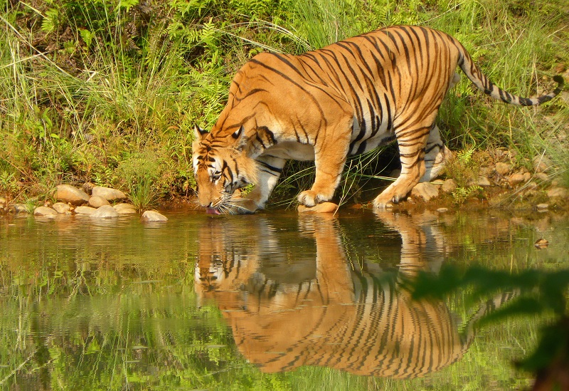 बाघ बढेसँगै बढेको मानव–वन्यजन्तुबीचको द्वन्द्व हटाउने उपाय