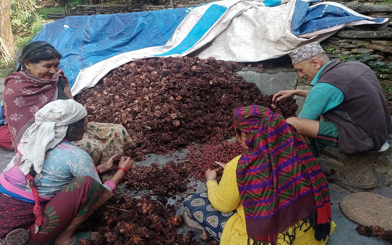 अलैँची निर्यात ६४ प्रतिशतले बढ्यो