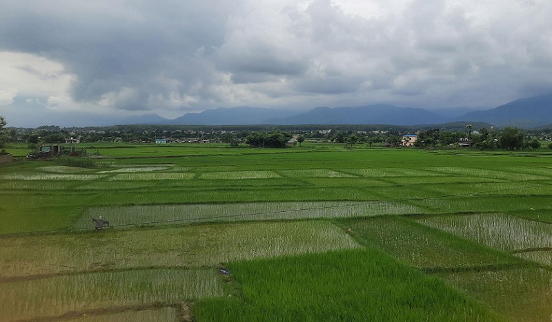 मधेशमा ९१ प्रतिशत भन्दा धेरै रोपाइँ सम्पन्न