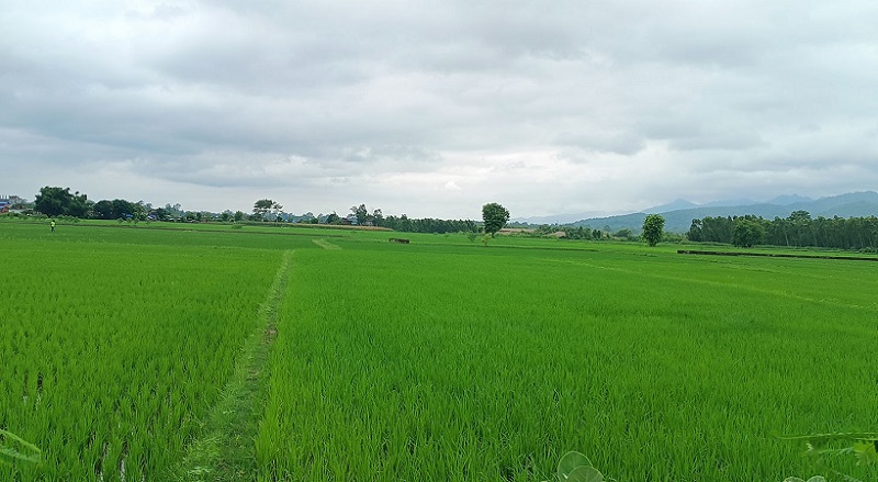 यसवर्ष देशभर ४६ प्रतिशत मात्रै धान रोपाइँ सम्पन्न, गण्डकी प्रदेशमा सबैभन्दा बढी