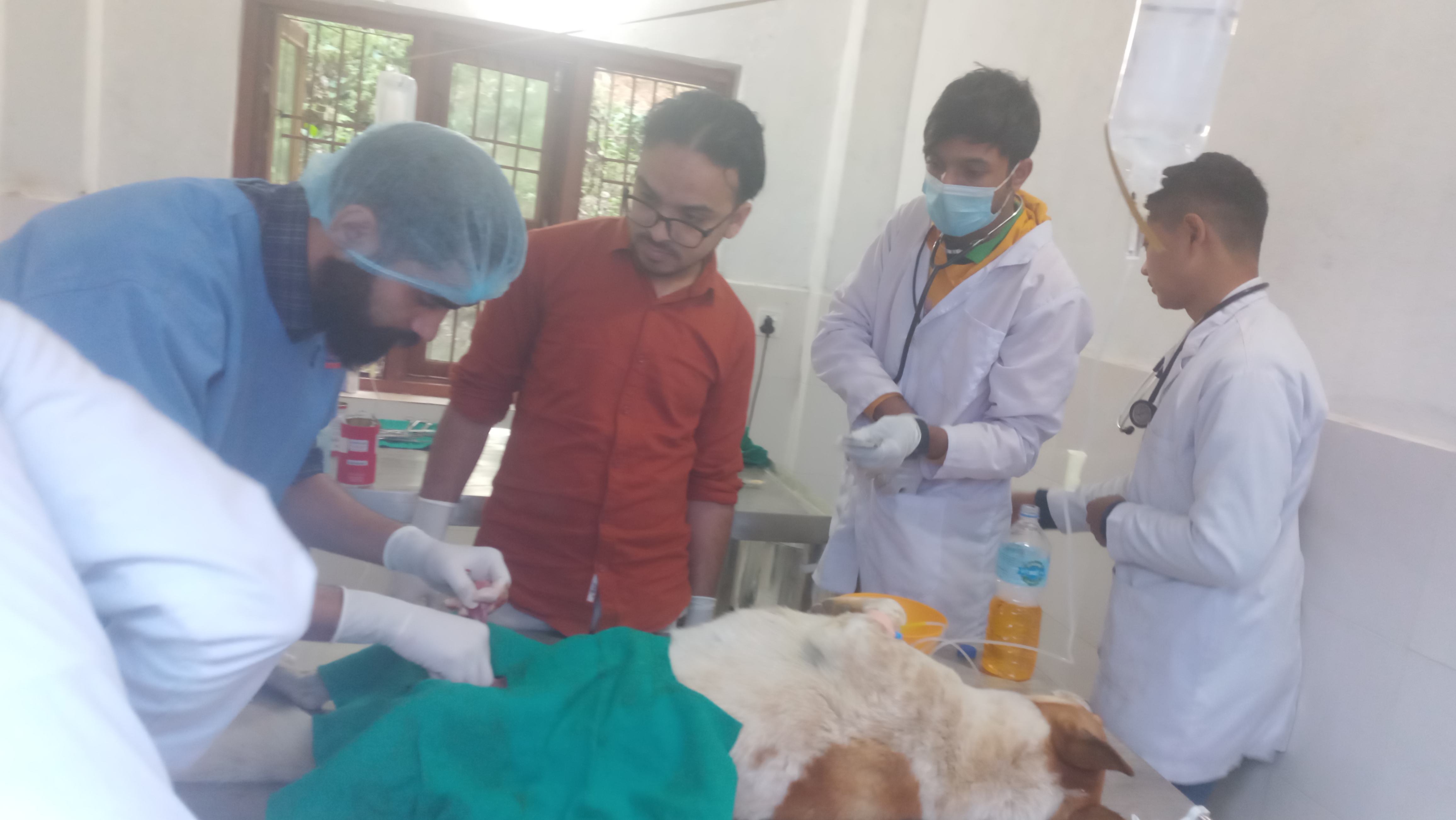 छाडा कुकुरको संख्या कम गर्न स्थायी बन्ध्याकरण