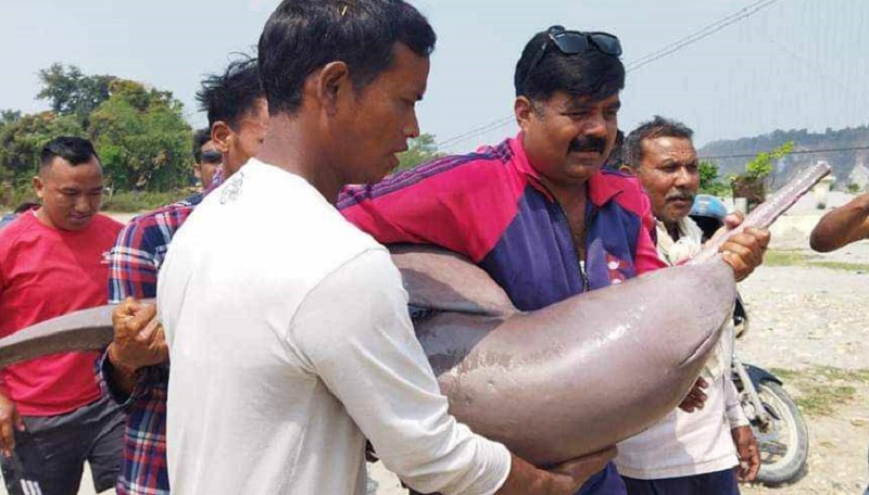 गण्डक नहरमा भेटिएको डल्फिन नारायणी नदीमा छोडियो