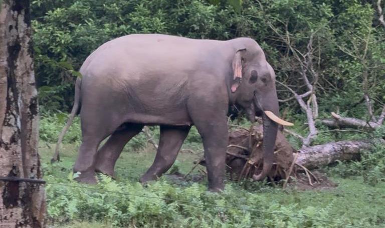 चितवन राष्ट्रिय निकुञ्जको सौराहा क्षेत्रमा नयाँ जङ्गली हात्ती देखिन थाल्यो