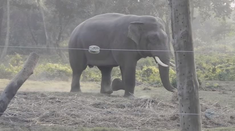 झापाको बाहुनडाँगीमा जङ्गली हात्तीको आतङ्क, स्थानीयवासी त्रसित
