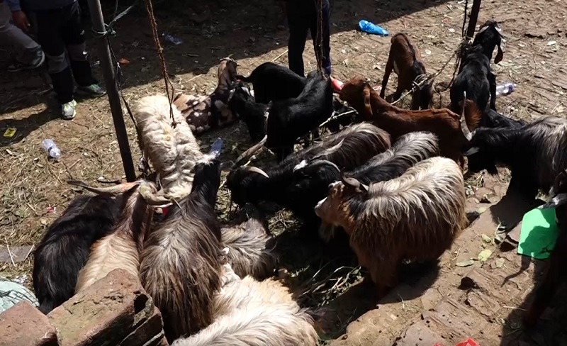 दशैँमा खसीबजार : किसानले पाएका छैनन् मूल्य, उपभोक्ता प्रतिकिलो २ हजारमा किन्दै