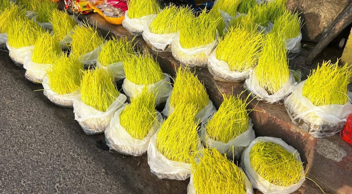 दशैँमा जमरा पनि बिक्रीमा, घरमा राख्न नपाएकालाई सहज