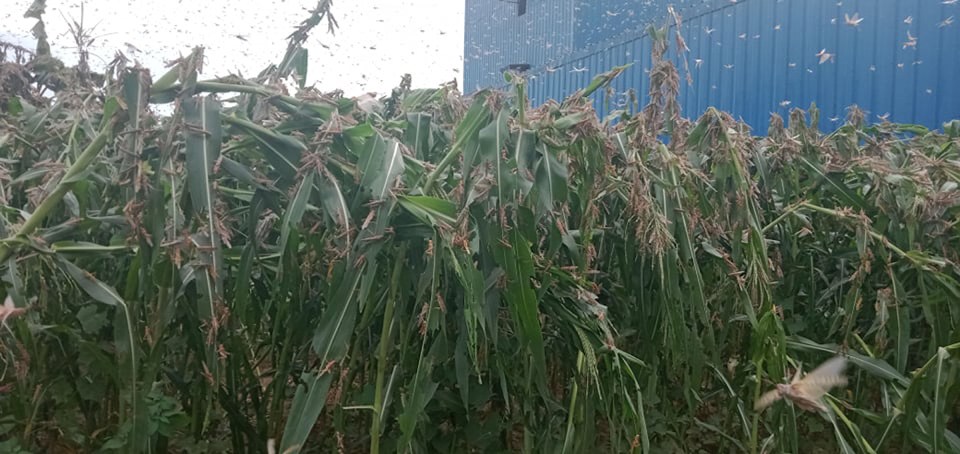 नेपाल आएका धेरैजसो सलहको झुण्ड दाङ र प्युठानको सेरोफेरोमा