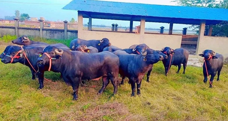 भारतबाट ल्याएको १५ वटा मुर्रा राँगाबाट १ लाख ३० हजार डोजभन्दा धेरै वीर्य सङ्कलन