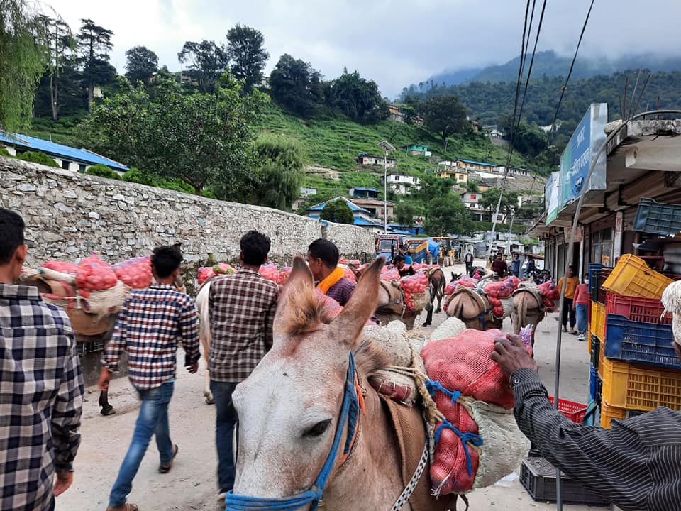 बाहुनी गाउँमा उत्पादन भएकाे प्याज खच्चडलाई बाेकाएर सदरमुकाम मार्तडी पुर्‍याइयाे