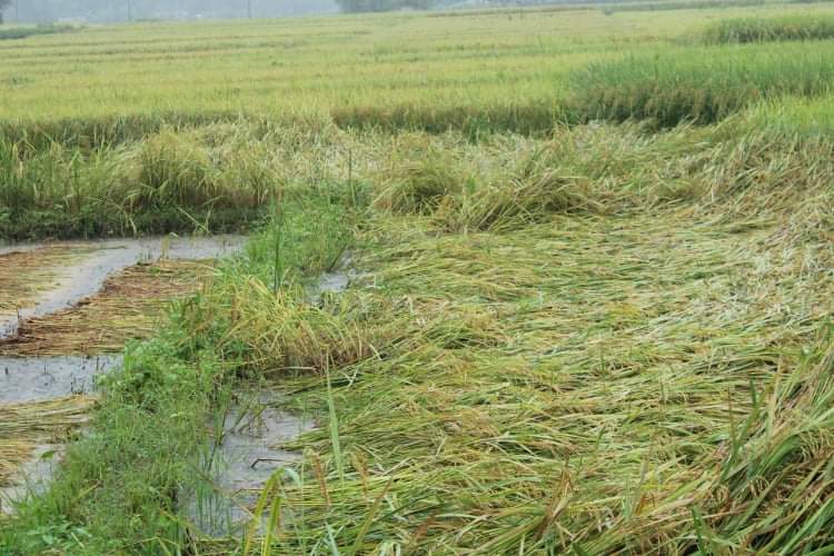 धानलगायतका बाली संरक्षणमा विशेष ध्यान दिन कृषि विभागको आग्रह