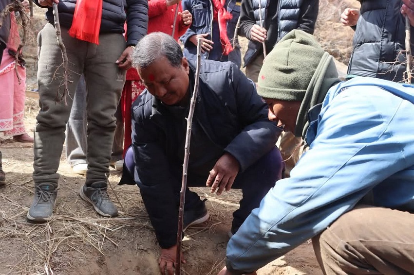 विप्लव नेतृत्वको नेकपाले जुम्लामा दोस्रो पटक स्याउ रोप्याे
