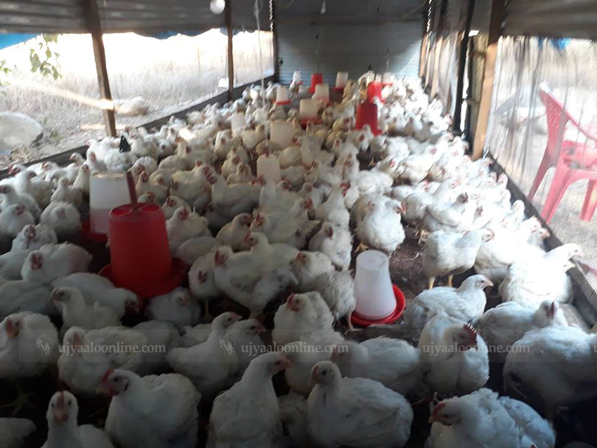 चल्ला र अण्डा बिक्नै मुश्किल, संकटमा व्यवसायी