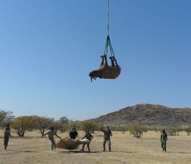 गैंडालाई उत्तानो पारेर झुण्ड्याउँदा पर्ने असर बारेको अनुसन्धानलाई आईजी नोबेल पुरस्कार