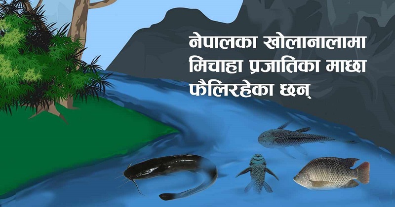 मिचाहाको चेपुवामा रैथाने माछा