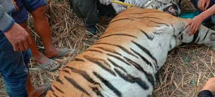 ‘मान्छे खान पल्किएको’ पाटेबाघ बर्दिया निकुञ्जको नियन्त्रणमा