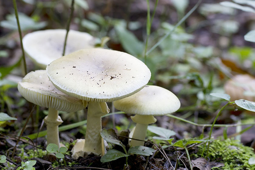 च्याउ विषालु छ कि छैन भनेर कसरी थाहा पाउने ?