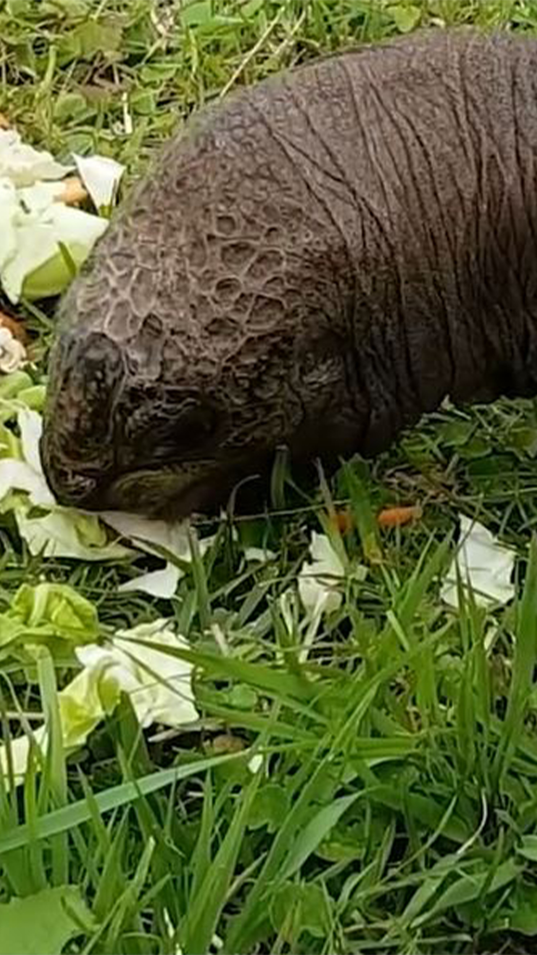 पृथ्वीको सबैभन्दा पाको ‘दुर्लभ इतिहास’
