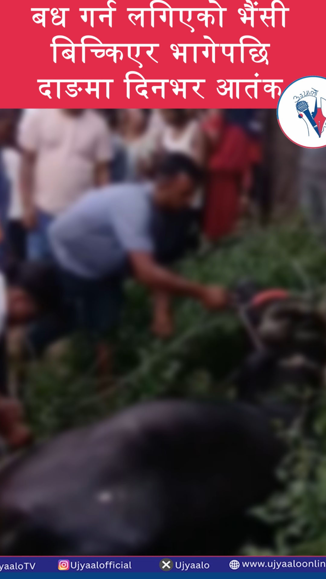 बध गर्न लगिएको भैंसी बिच्किएर भागेपछि दाङमा दिनभर आतंक