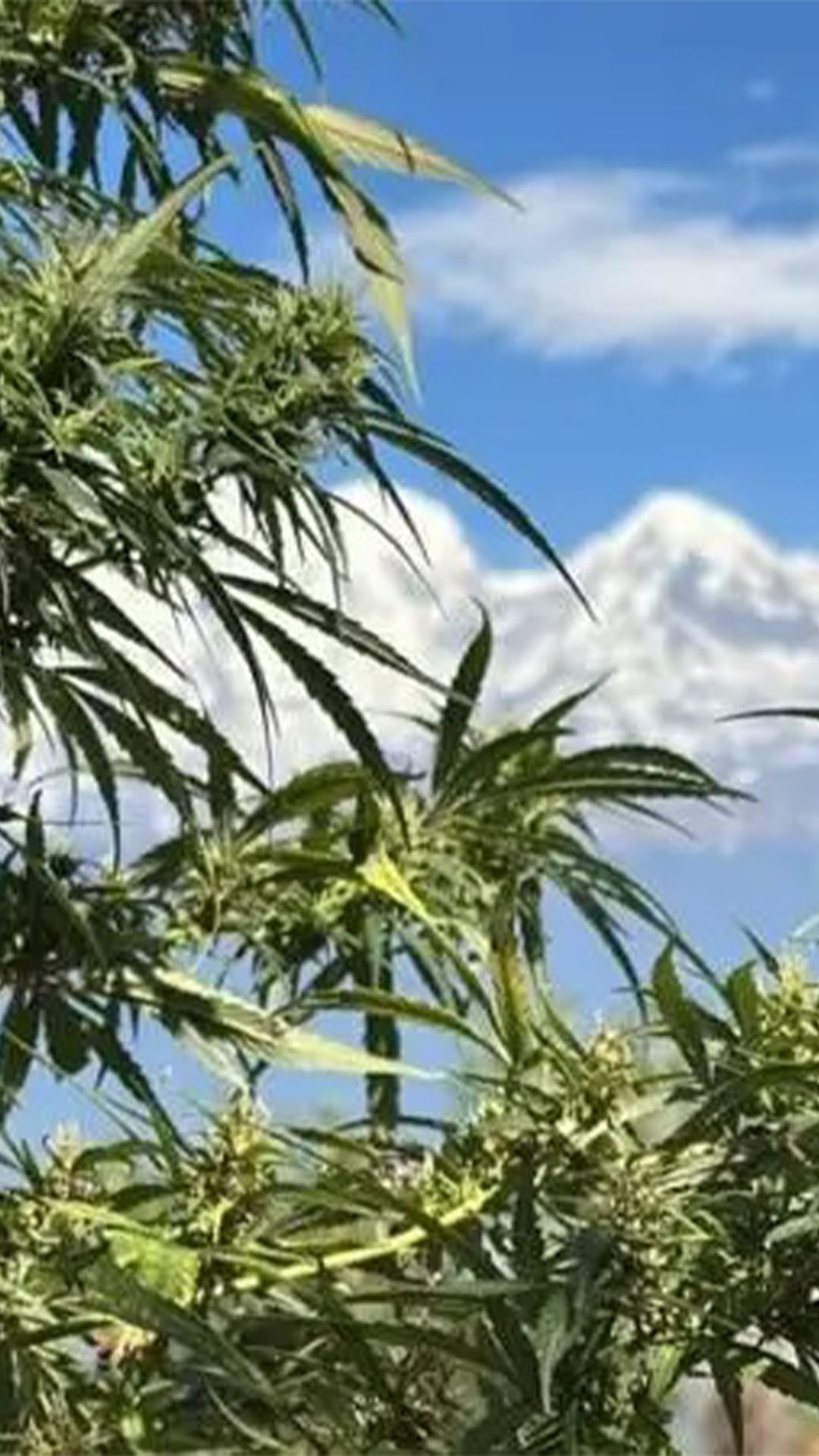 अब गण्डकीमा गाँजा खेती वैध !